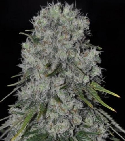 Kritikal Bilbo Auto (Genehtik Seeds)