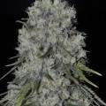 Kritikal Bilbo Auto (Genehtik Seeds)