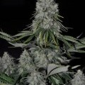 Kritikal Bilbo Auto (Genehtik Seeds)