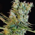 Amnesia Bilbo (Genehtik Seeds)