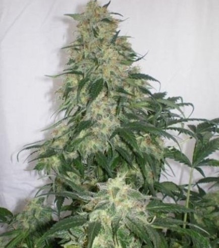 Amnesia Bilbo (Genehtik Seeds)