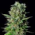 Zuri Widow (Genehtik Seeds)