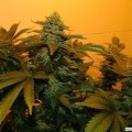 Zuri Widow (Genehtik Seeds)