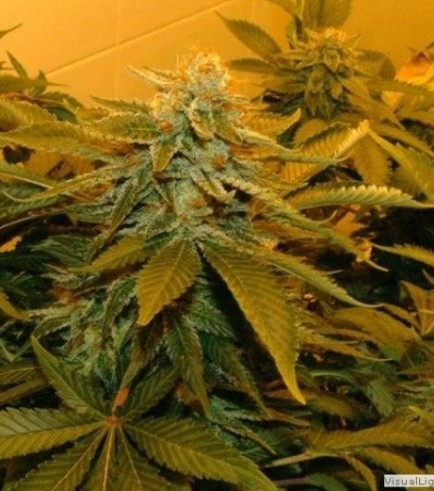 Zuri Widow (Genehtik Seeds)