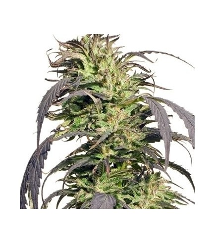 Gold Rush Outdoor (Spliff Seeds)