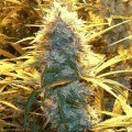 Medical Kush (Spliff Seeds)