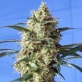 Snow White (Spliff Seeds)