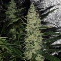 Super Skunk (Spliff Seeds)