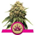 Special Queen 1 (Royal Queen Seeds)