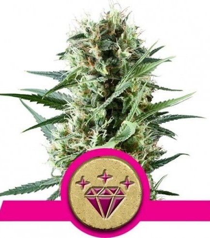 Special Kush 1 (Royal Queen Seeds)