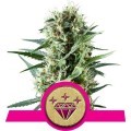 Special Kush 1 (Royal Queen Seeds)