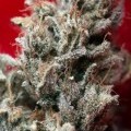 Blackdance (Reggae Seeds)