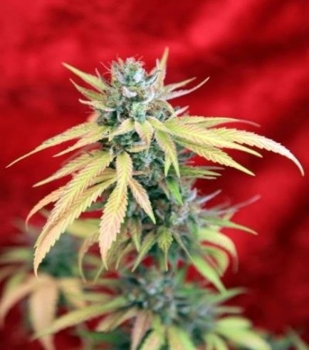 Blackdance (Reggae Seeds)