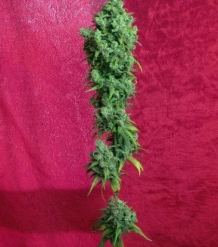 Respect (Reggae Seeds)