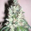 Jamaican OG (Cali Connection)