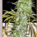 Irie (French Touch Seeds)