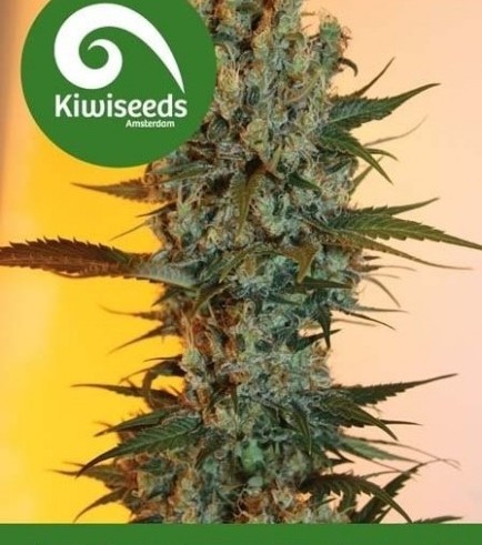 Auto Power Plant (Kiwi Seeds)