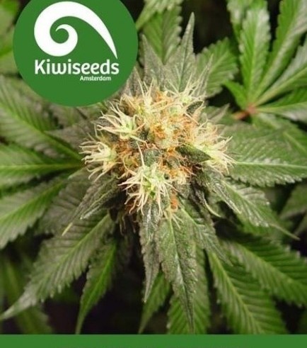 Hindu Kush (Kiwi Seeds)