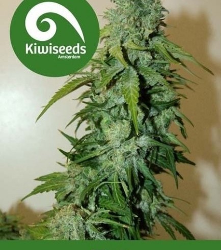 T99 (Kiwi Seeds)