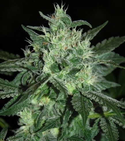 Spicy White Devil (Samsara Seeds)