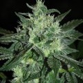 Spicy White Devil (Samsara Seeds)