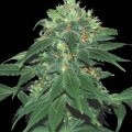 Punky Lion (Samsara Seeds)