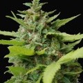 Kiss Dragon (Samsara Seeds)