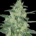 Holy Grail 69 (Samsara Seeds)