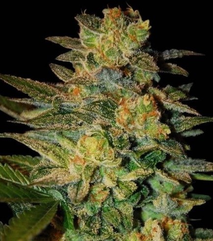 Spiritual Punk (Samsara Seeds)