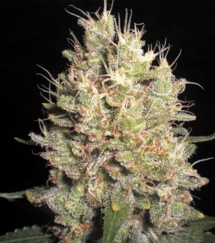 Crazy Miss Hyde (Samsara Seeds)