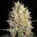 Crazy Miss Hyde (Samsara Seeds)