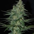 Sweet Black Angel (Samsara Seeds)