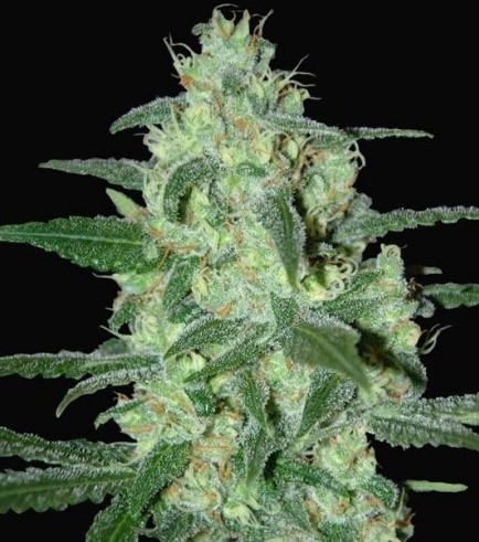 Thunder Bloody Mary Automatic (Samsara Seeds)