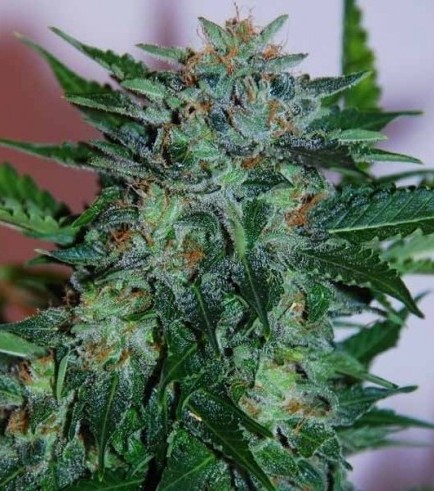 Flash Babylon (Samsara Seeds)