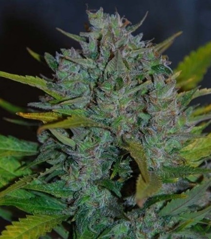 Ultraviolet Automatic (Samsara Seeds)