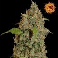 Chronic Thunder (Barney's Farm)