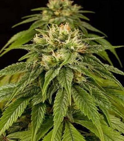 Lemon Juice Express Auto (Humboldt Seeds)