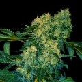 Chingis Khan (VIP Seeds)