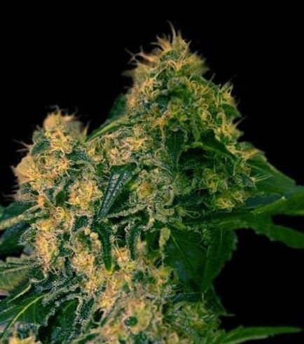 Torpedo (VIP Seeds)