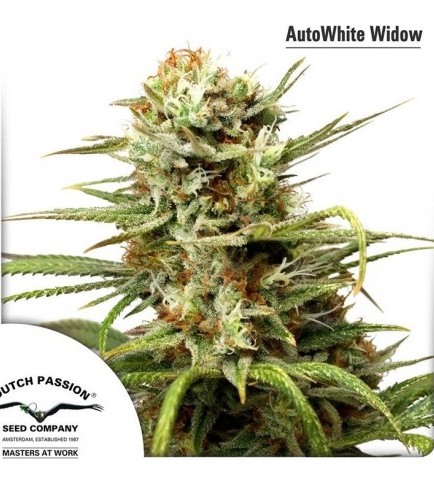 AutoWhite Widow (Dutch Passion)