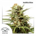 AutoWhite Widow (Dutch Passion)