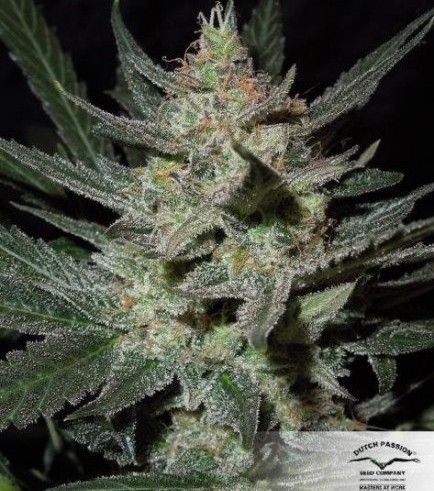 Blue Auto Mazar (Dutch Passion)