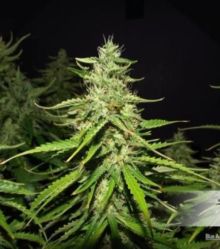 Blue Auto Mazar (Dutch Passion)