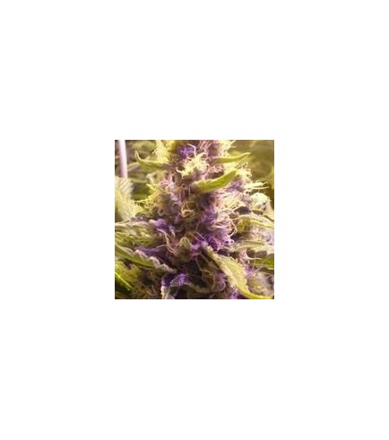 Sweet Kush (Original Sensible Seeds)