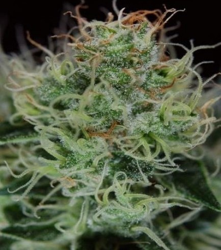 Agent Orange (TGA Subcool)