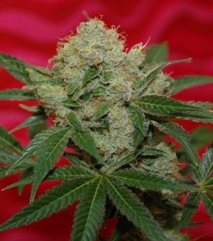 Agent Orange (TGA Subcool)