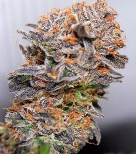 Querkle (TGA Subcool)