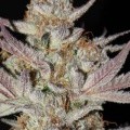 Marionberry Kush (TGA Subcool)