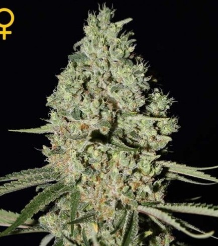 Super Critical (Greenhouse Seeds)