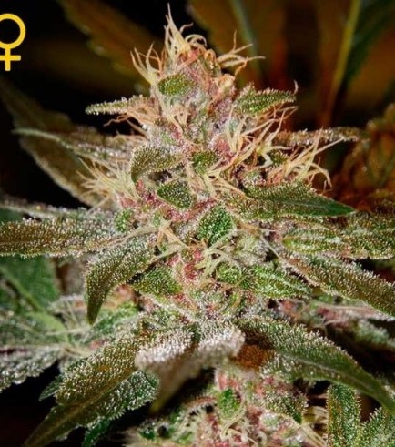 Pure Kush (Greenhouse Seeds)